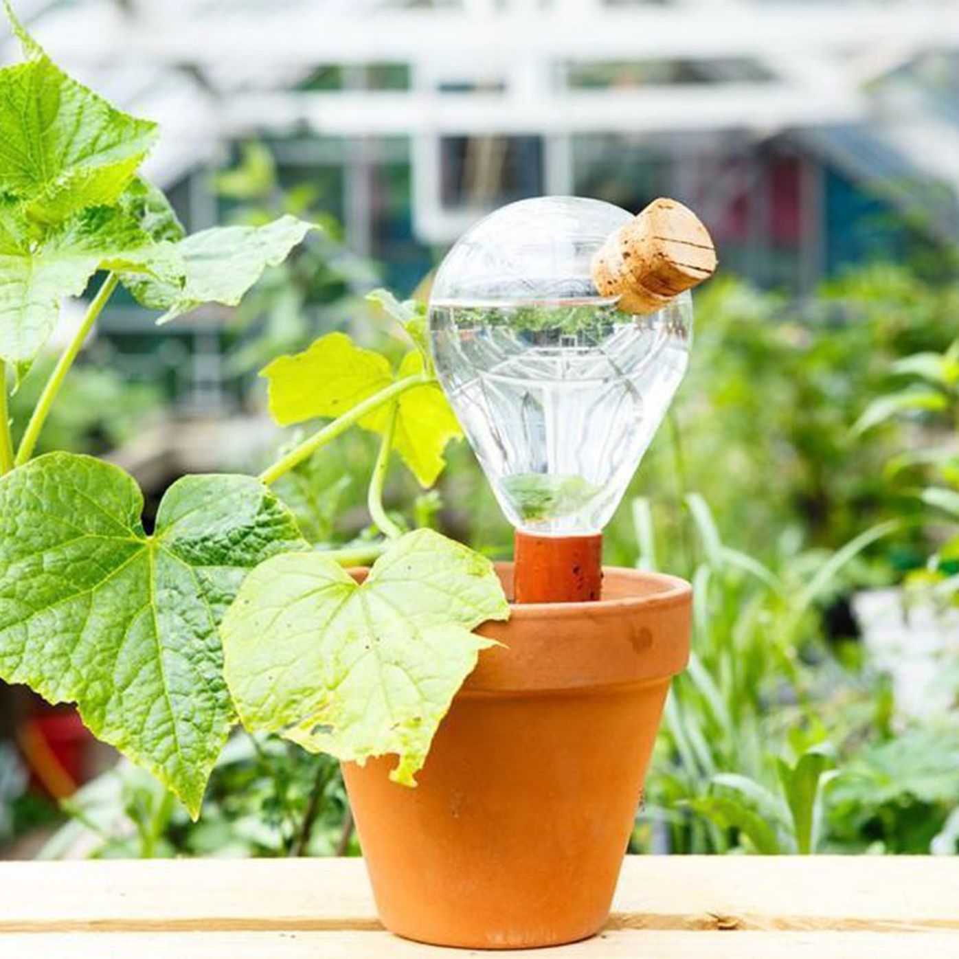 Comment utiliser les globes d'arrosage pour les plantes? – Tsilemewa™
