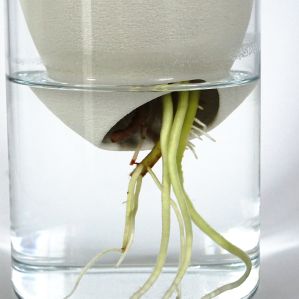 Générescence - Vase moyen 