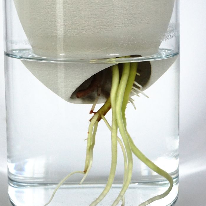 Générescence - Vase moyen 