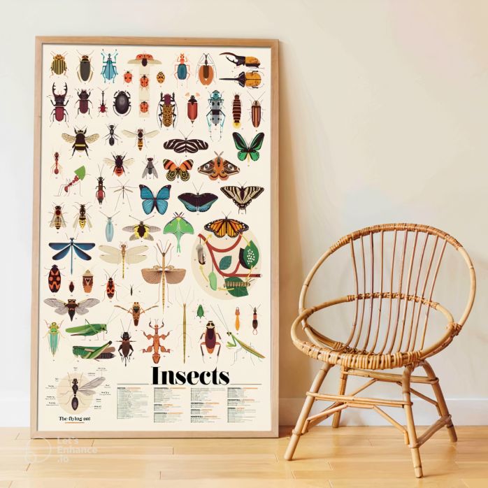 Poster pédagogique + 49 stickers - insectes