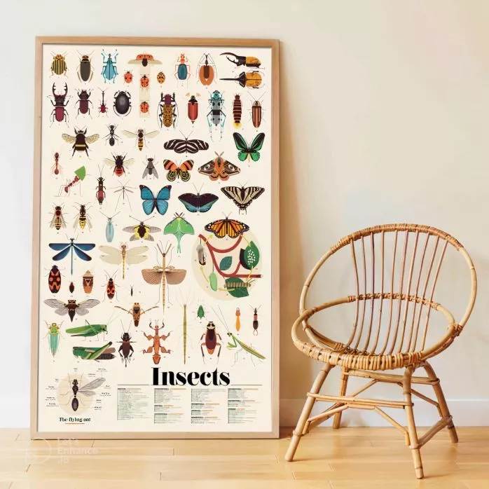 Poster pédagogique + 49 stickers - insectes